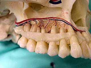 Die Nerven hier verorgen sowohl Kieferhöhle als auch die Oberkieferzähne deshalb kann man die Schmerzen  in dieser Region schlecht zuordnen !